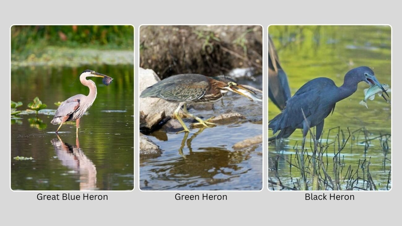 Species-Specific Fishing Styles