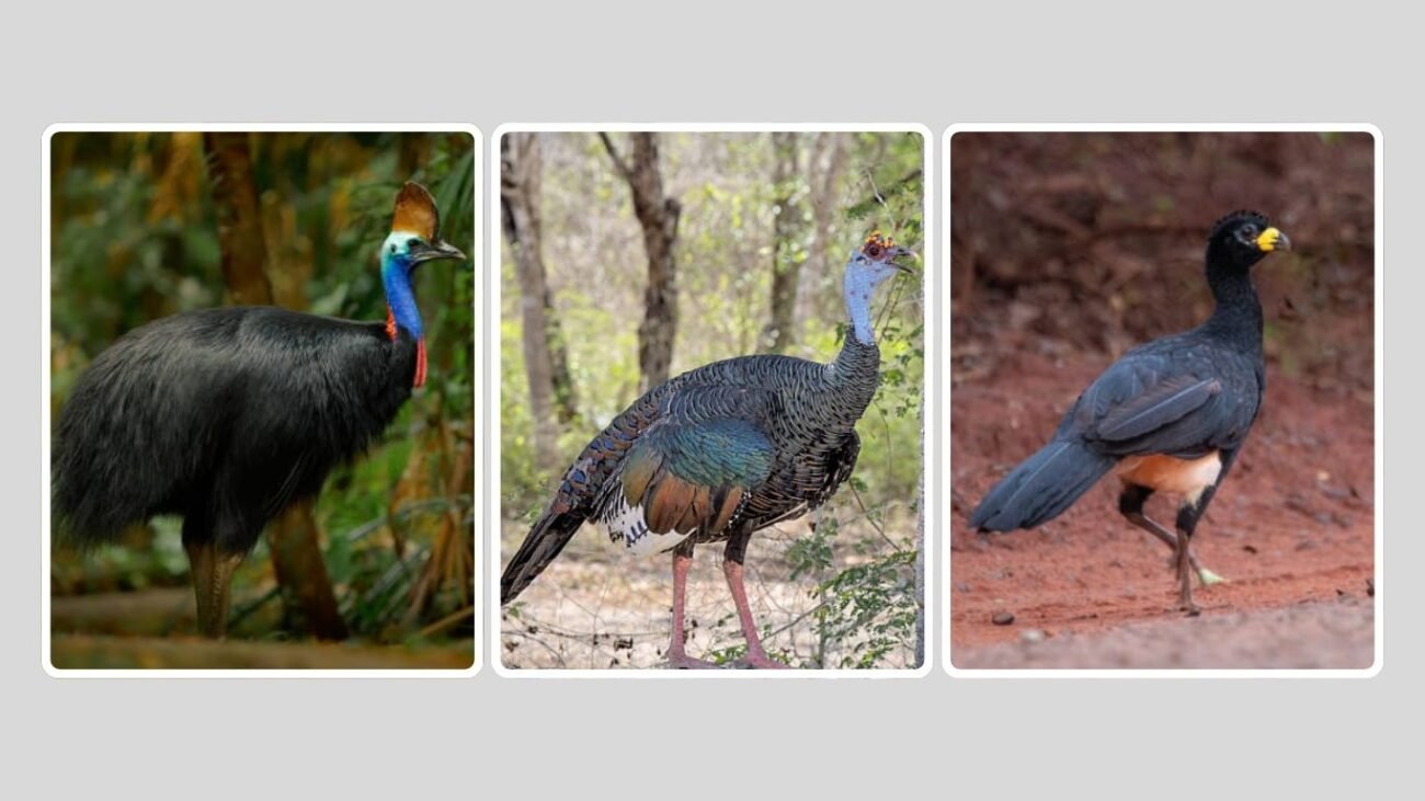 Large Birds That Resemble Turkeys