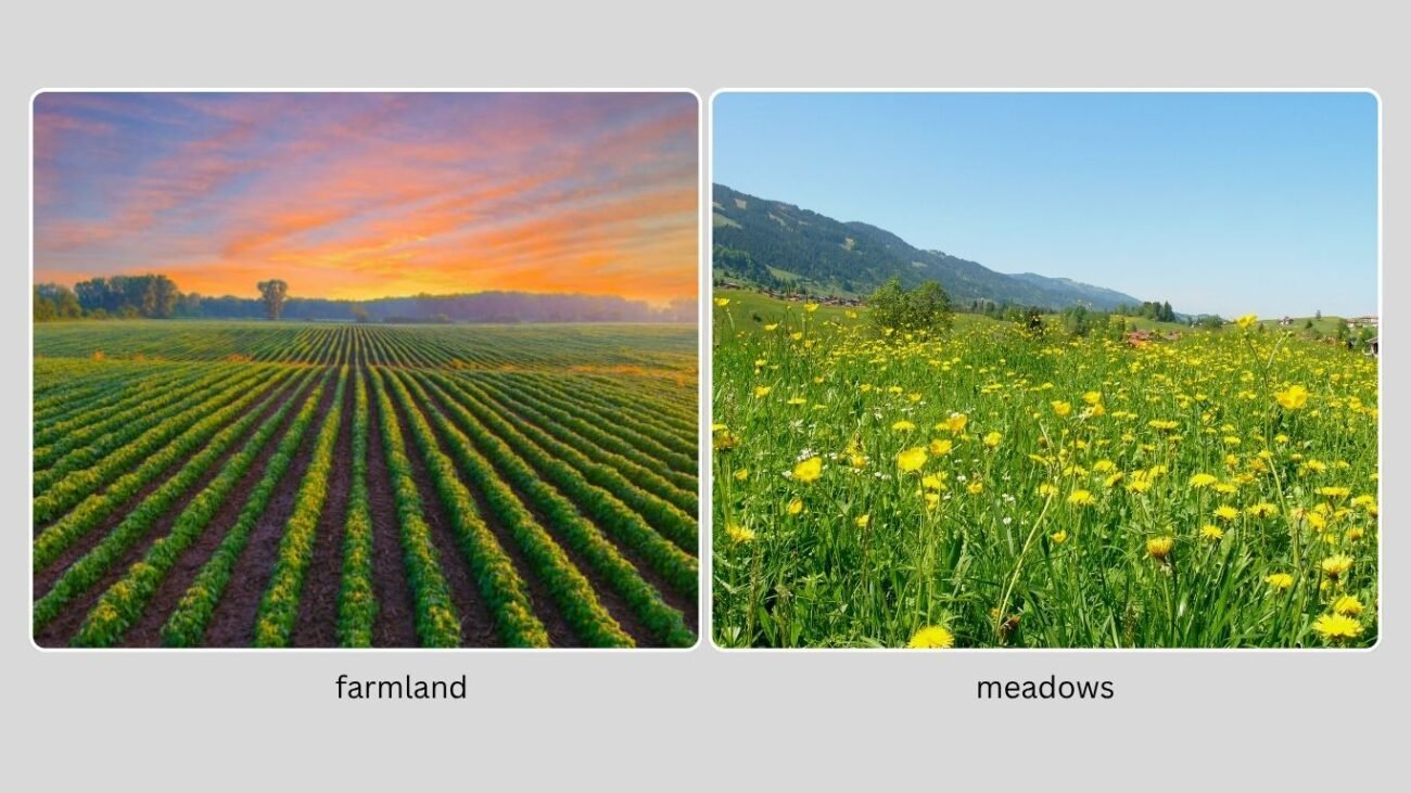 Habitat and Distribution
