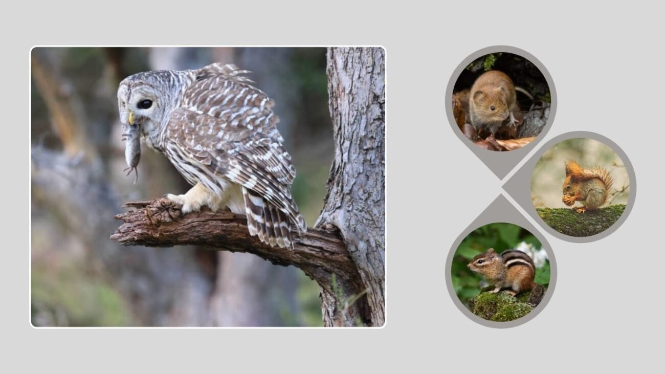 Primary Diet: What Barred Owls Eat