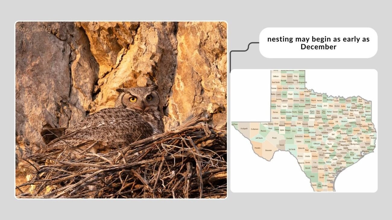 Nesting Season and Timing