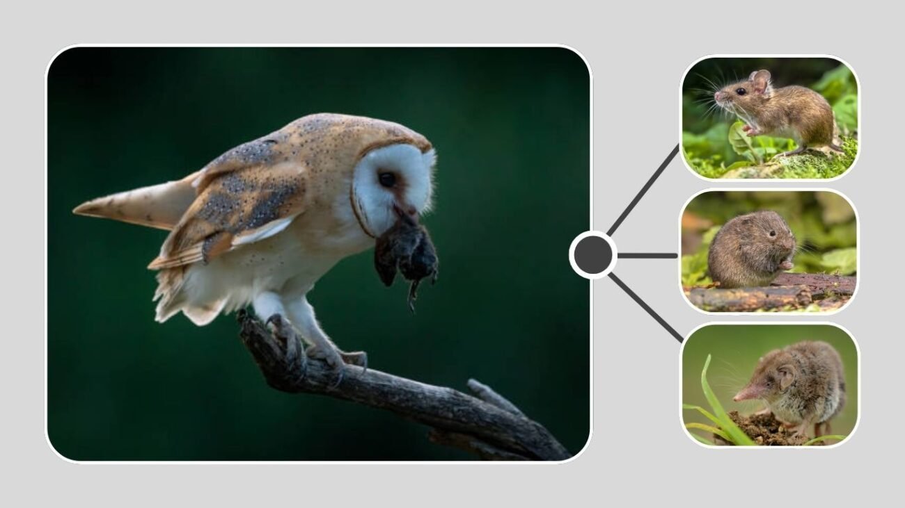 Feeding and Diet