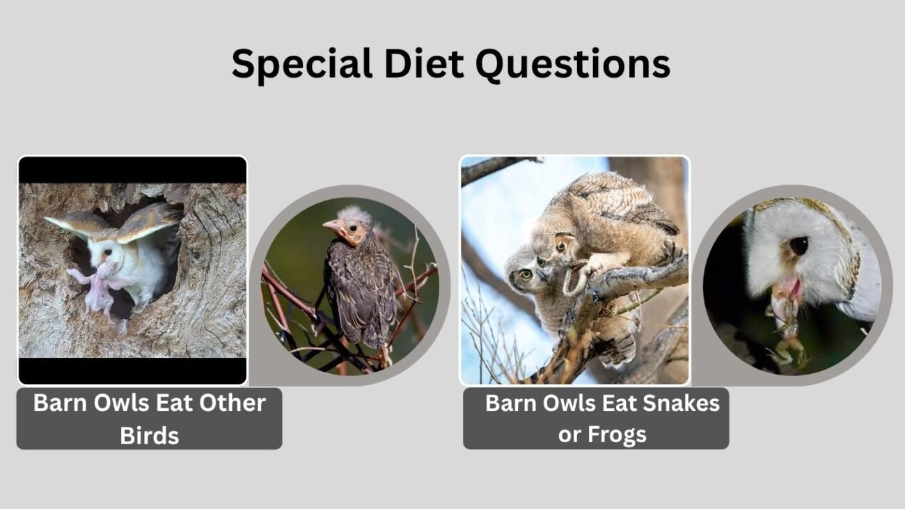 Special Diet Questions