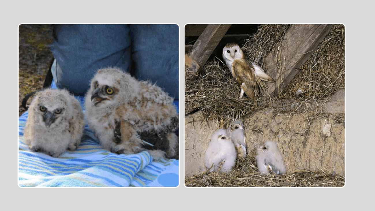 Common Human Encounters with Baby Owls