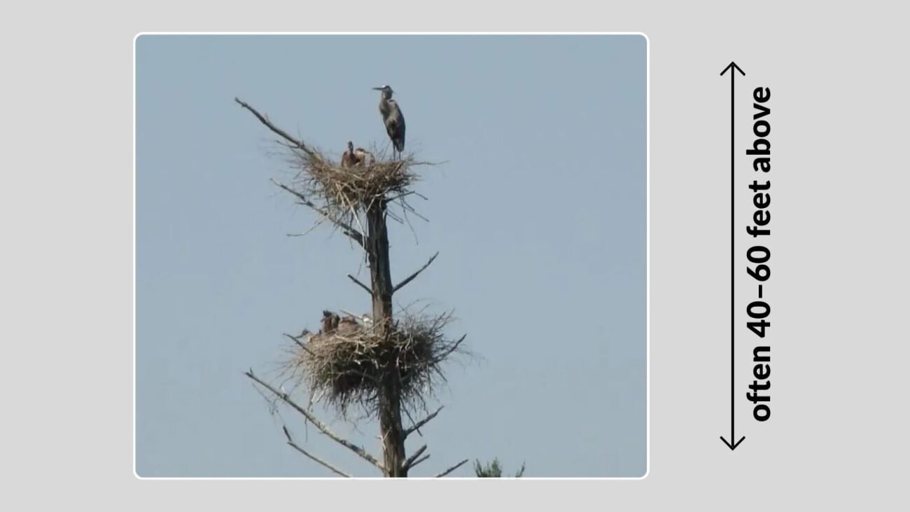 Great Blue Heron Nest Size and Design
