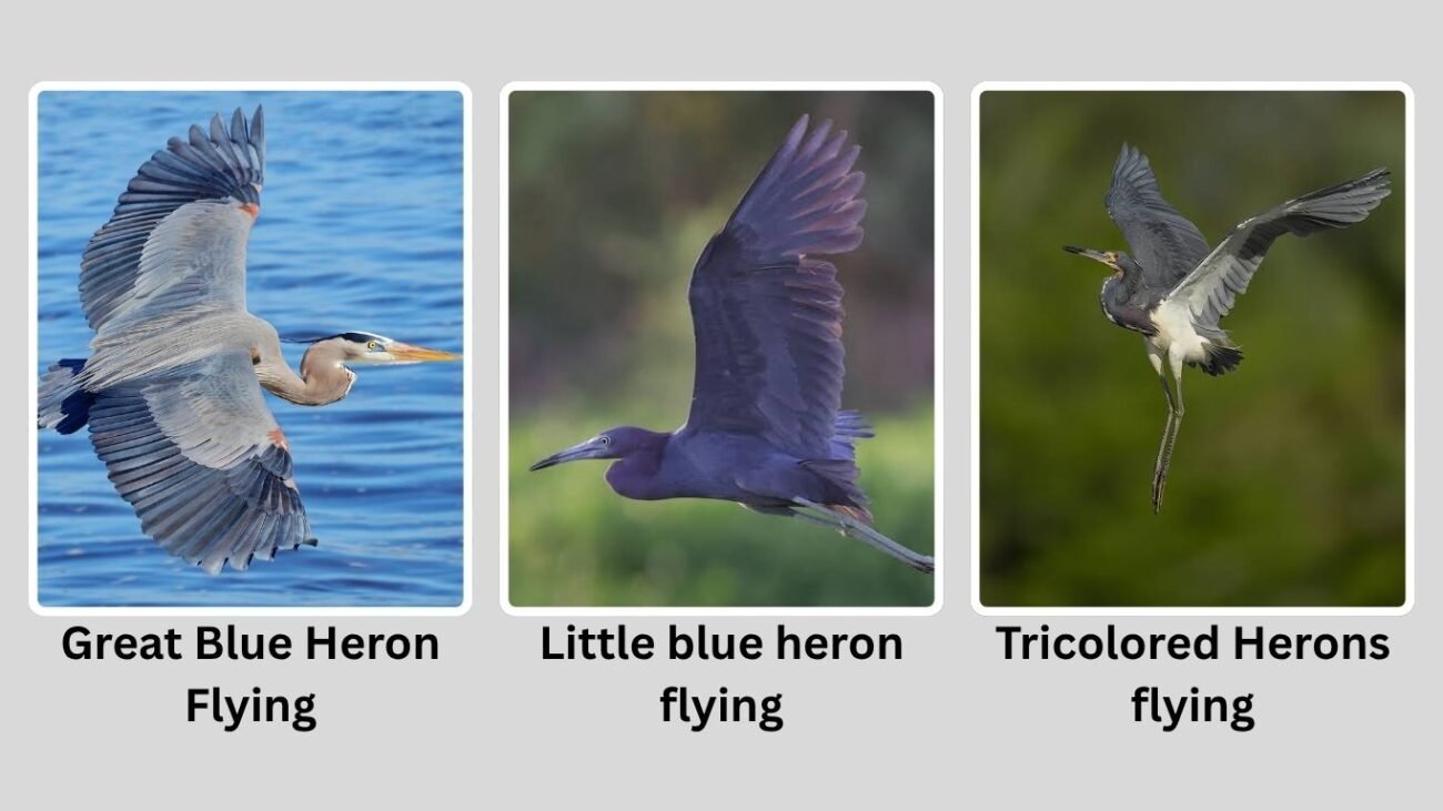 Species Differences in Flight