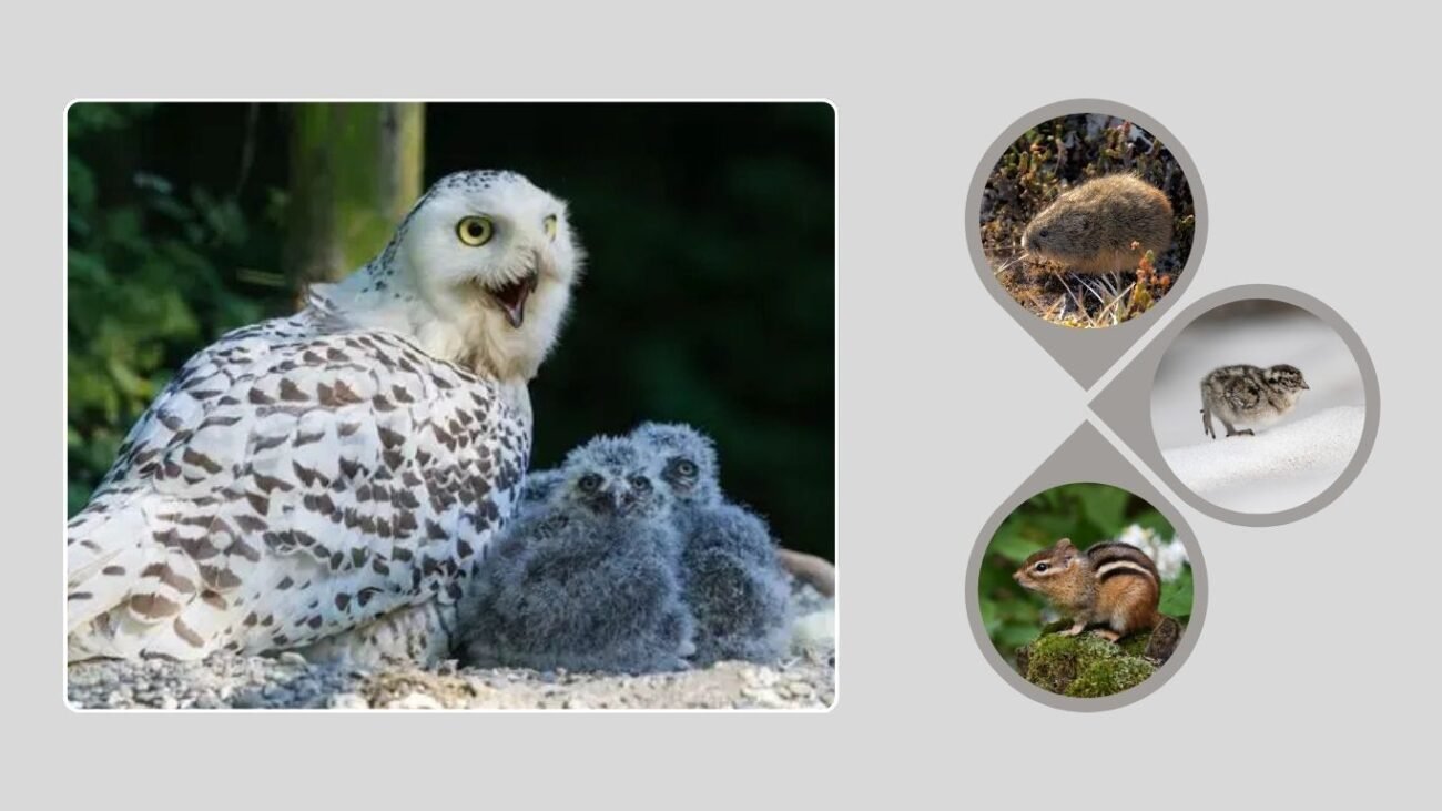 What Do Baby Snowy Owls Eat?