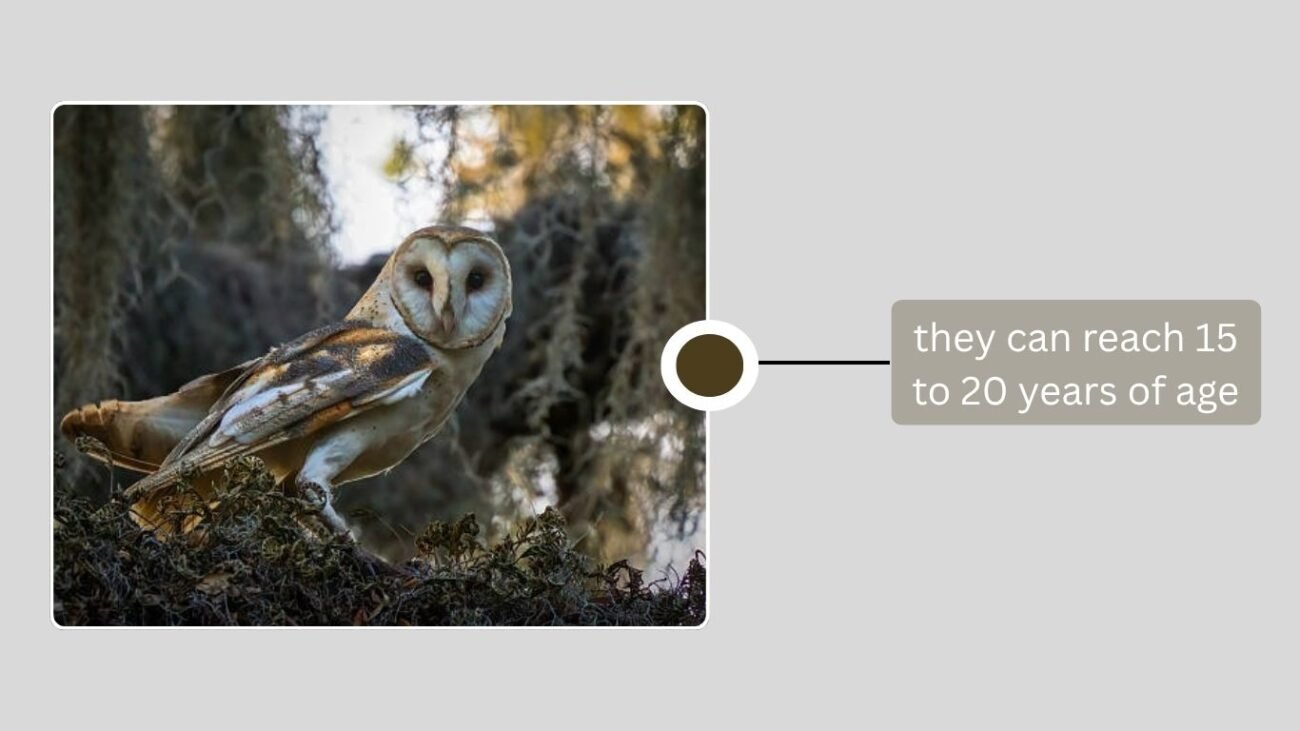 Lifespan of Barn Owls