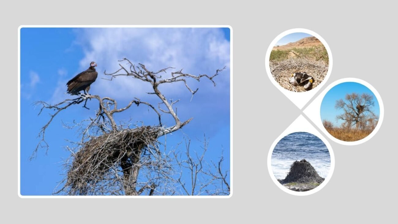 Habitat and Distribution