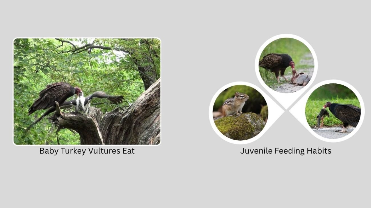 Feeding by Life Stage