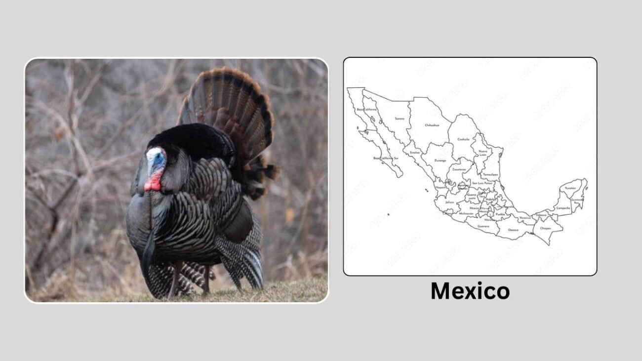 Habitat and Distribution