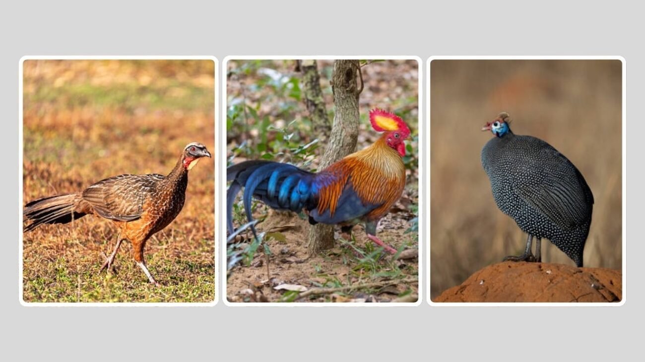 Small Birds That Look Like Turkeys