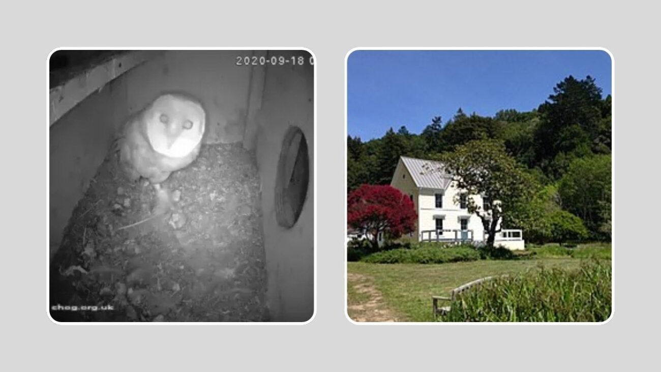 Observation and Nest Cams
