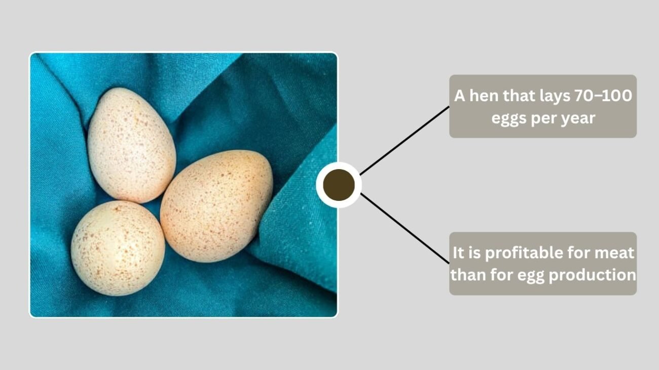 Why Don’t We Commonly Eat Turkey Eggs?