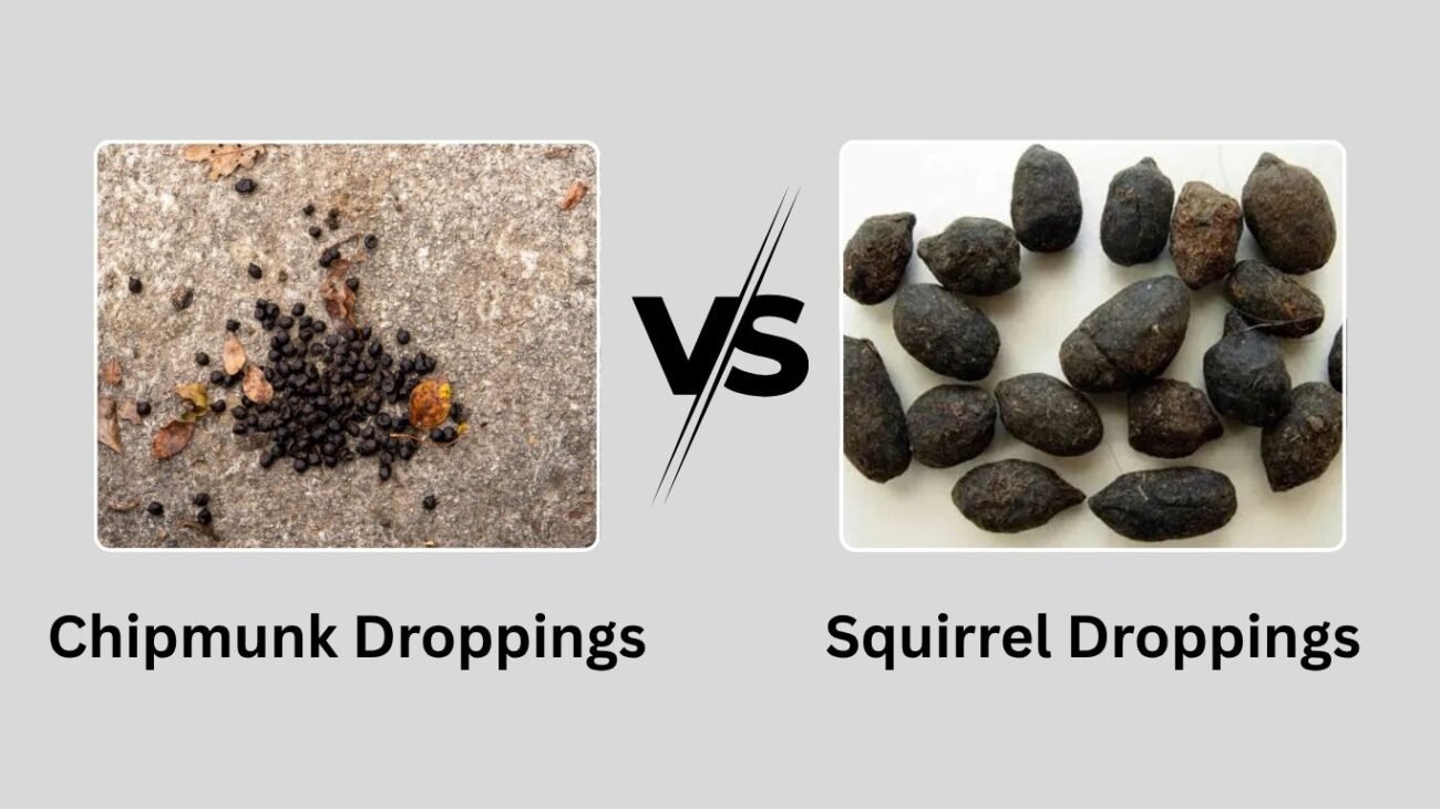 Chipmunk & Squirrel Droppings