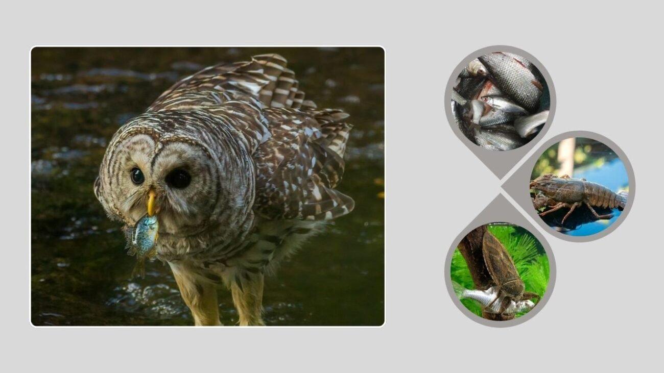 Aquatic and Invertebrate Prey