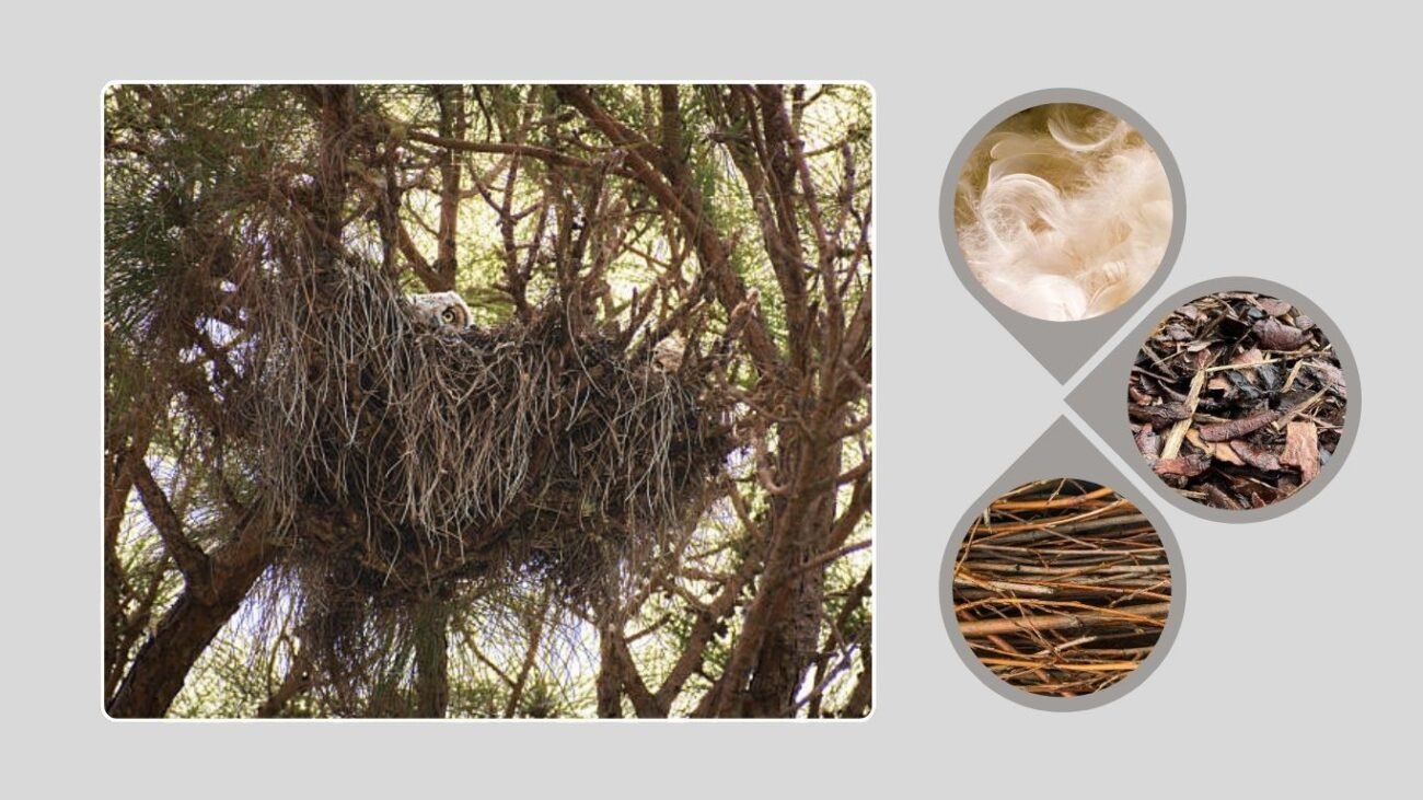 Nest Construction and Appearance