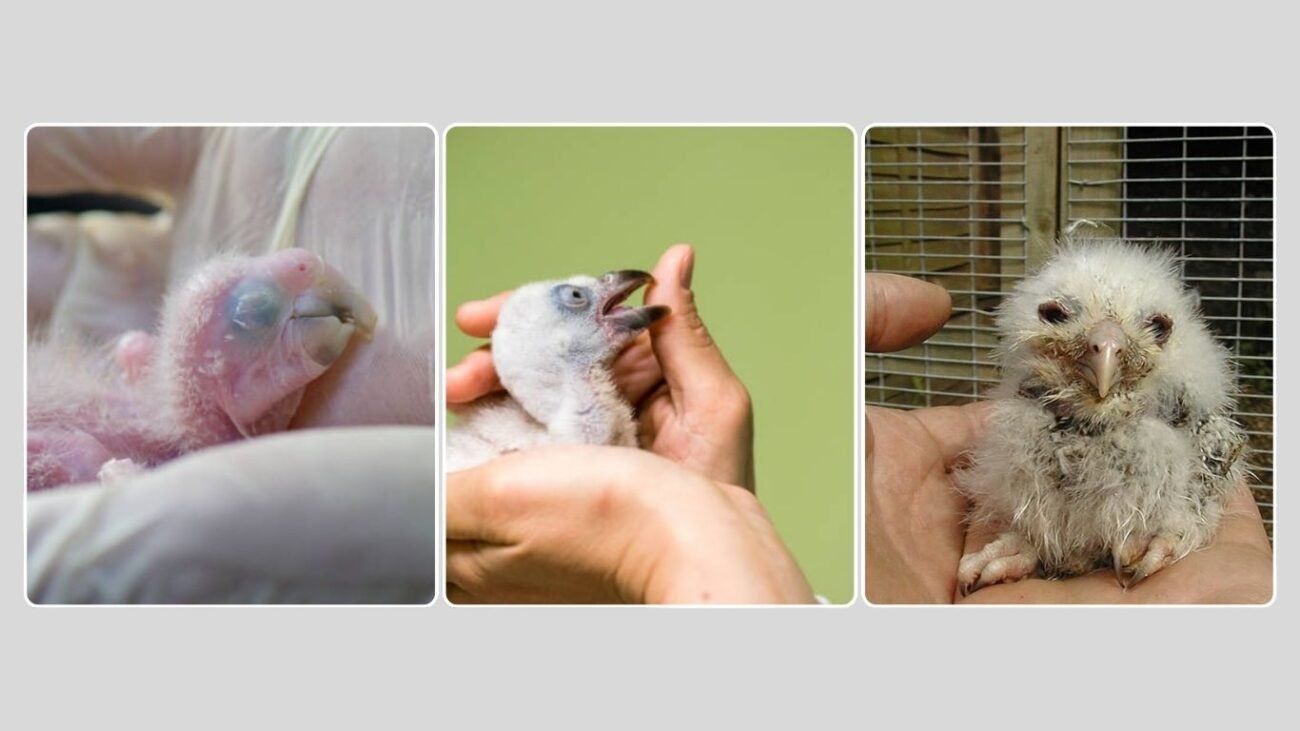 Care and Rescue