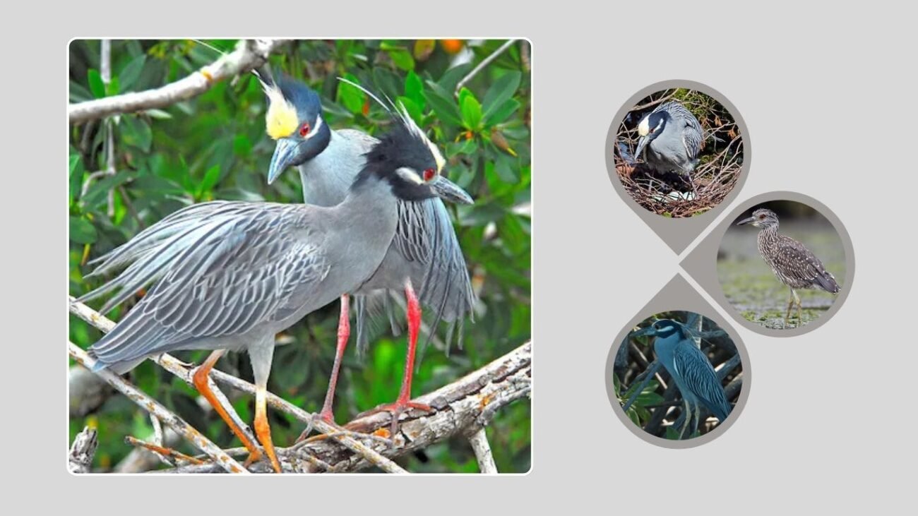 Breeding and Life Cycle
