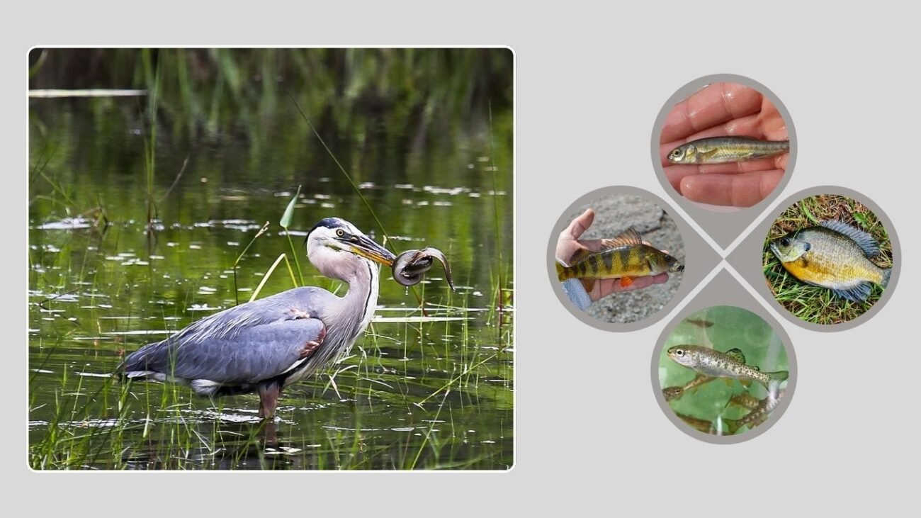 What Fish Do Herons Eat?