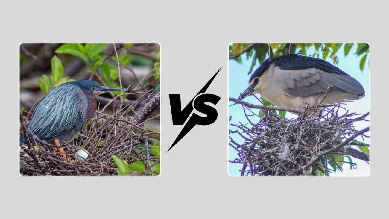 Green and Night Heron Nesting