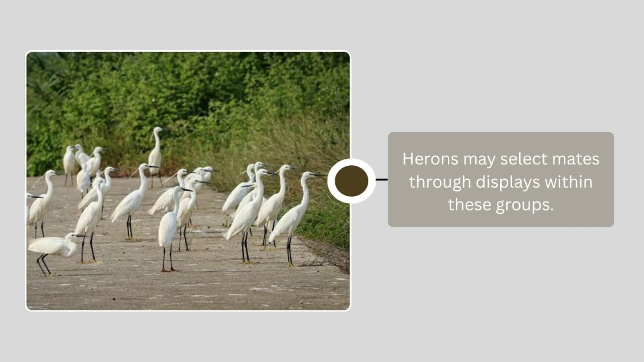 Do Herons Live Alone or in Groups?