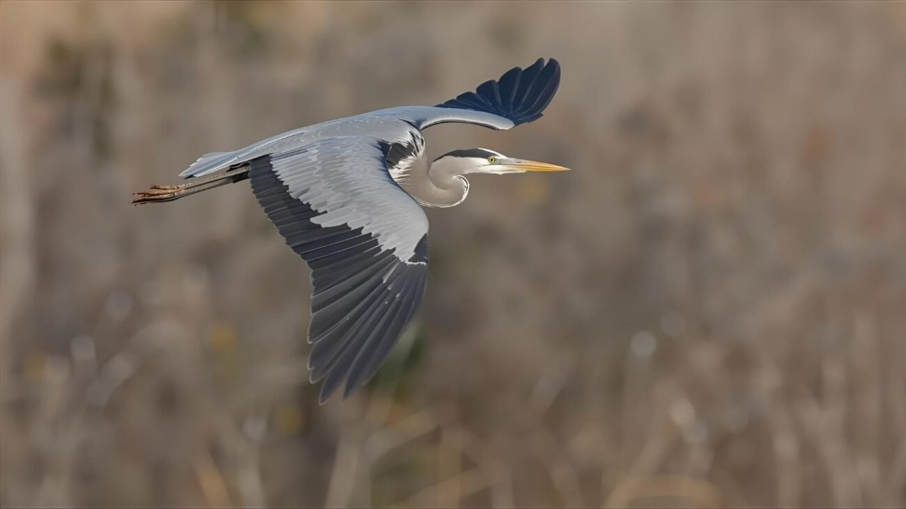 Seeing a Heron Flying Overhead