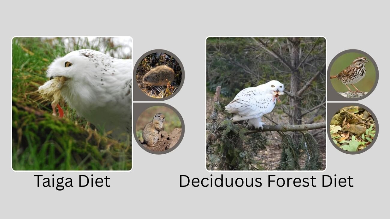 Diet in Other Habitats: 