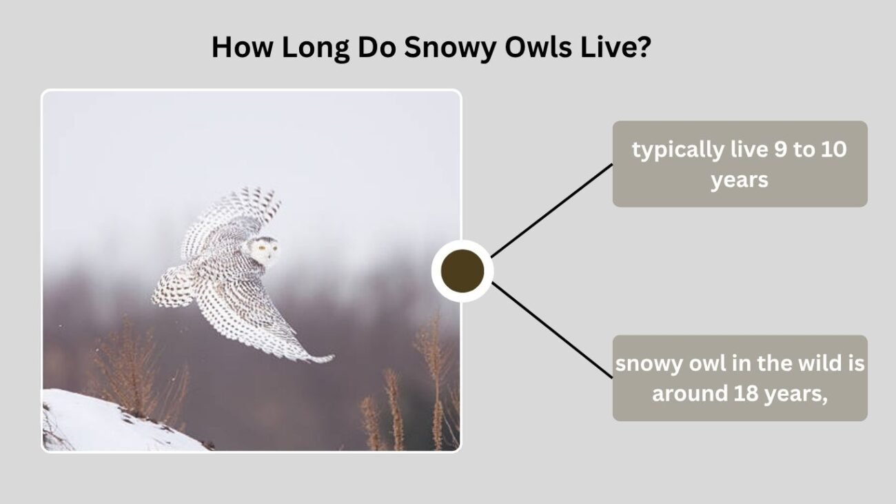 How Long Do Snowy Owls Live?