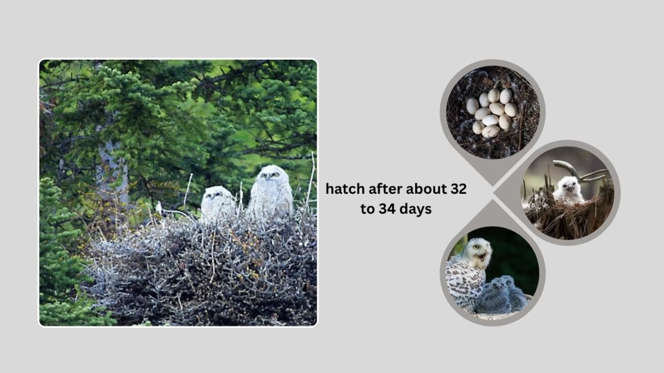 Nesting and Fledging