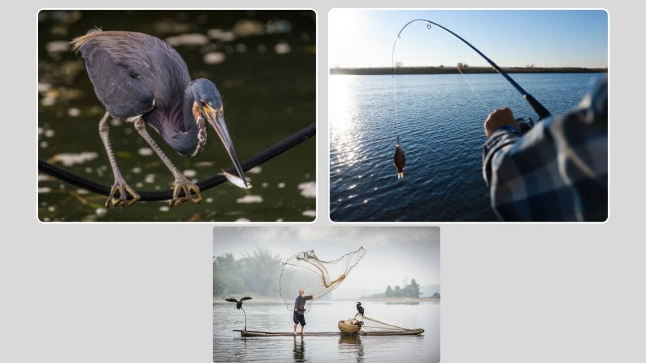 Herons and Human Fishing Connections