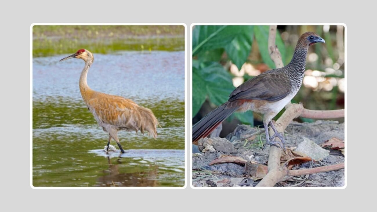 Birds That Sound Like Turkeys