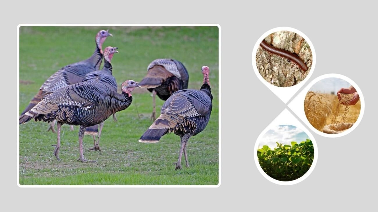 Female Turkey Health and Care