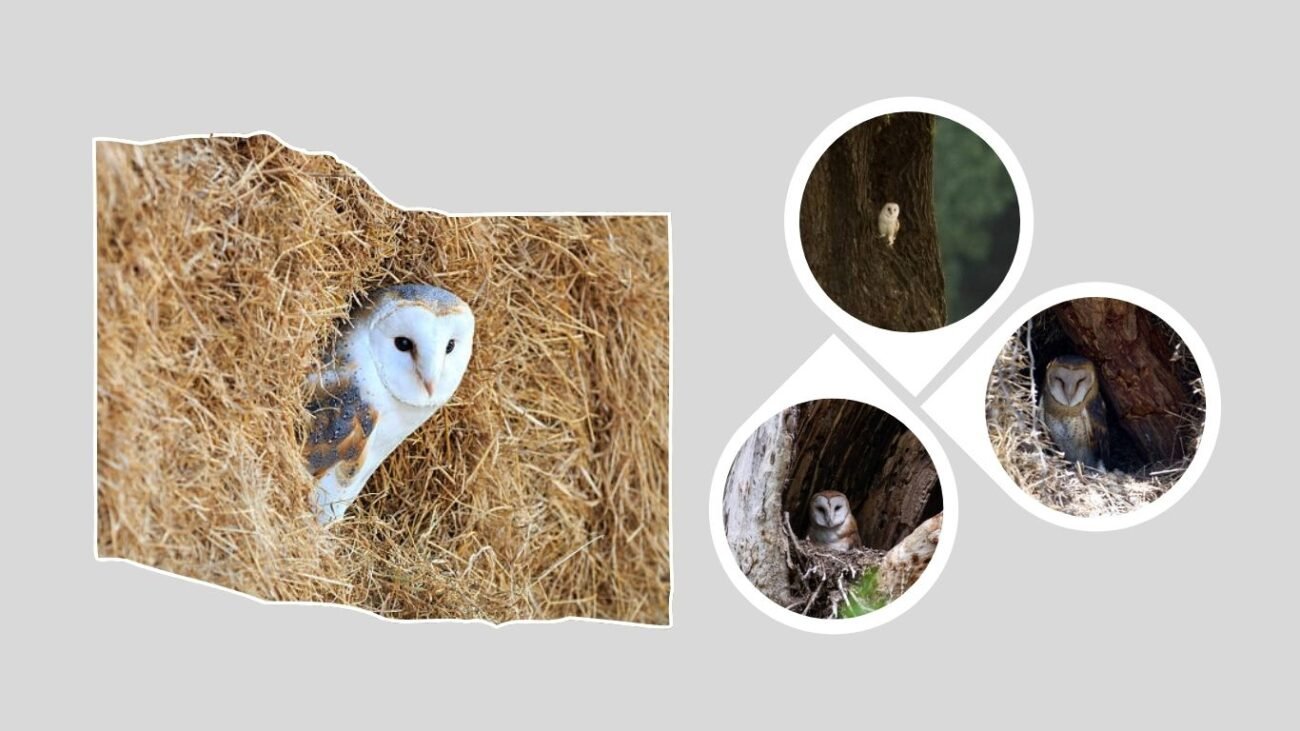 Nesting Season and Behavior