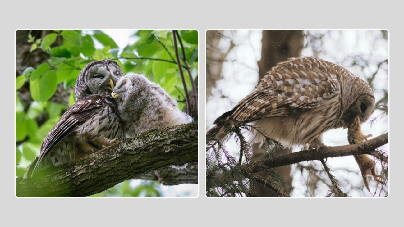 Hunting Behavior and Feeding Habits