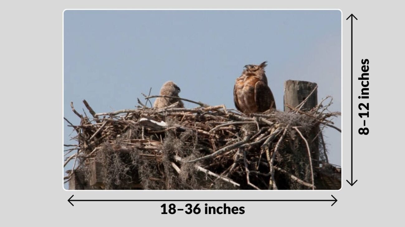 Nest Size and Height