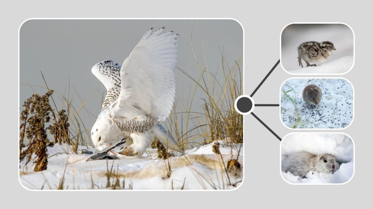 What Do Snowy Owls Eat in Winter?