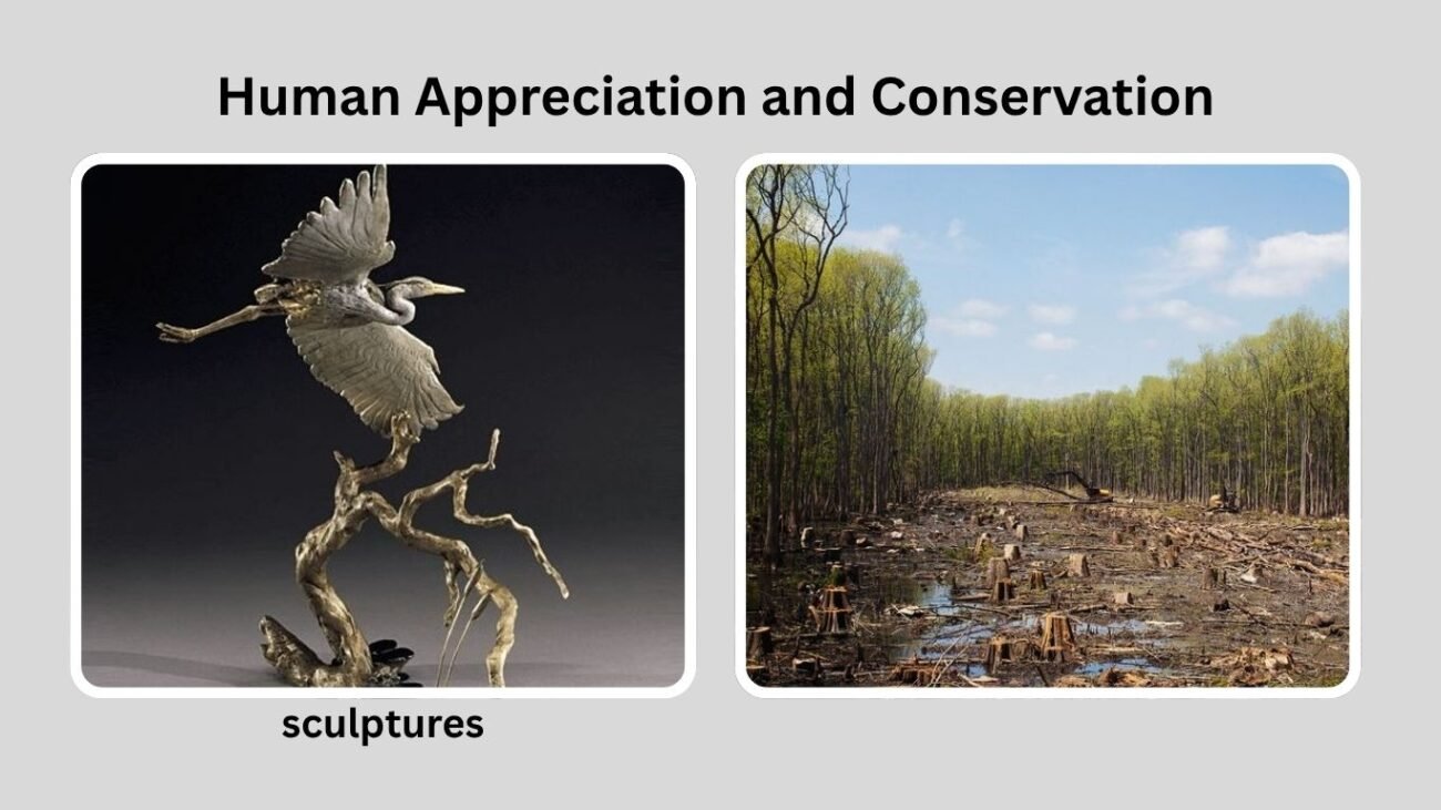 Human Appreciation and Conservation