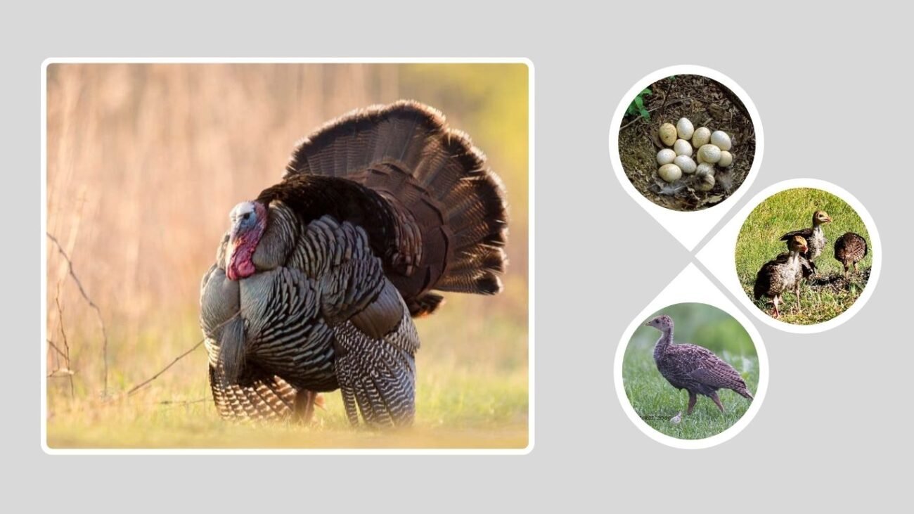 Breeding and Nesting