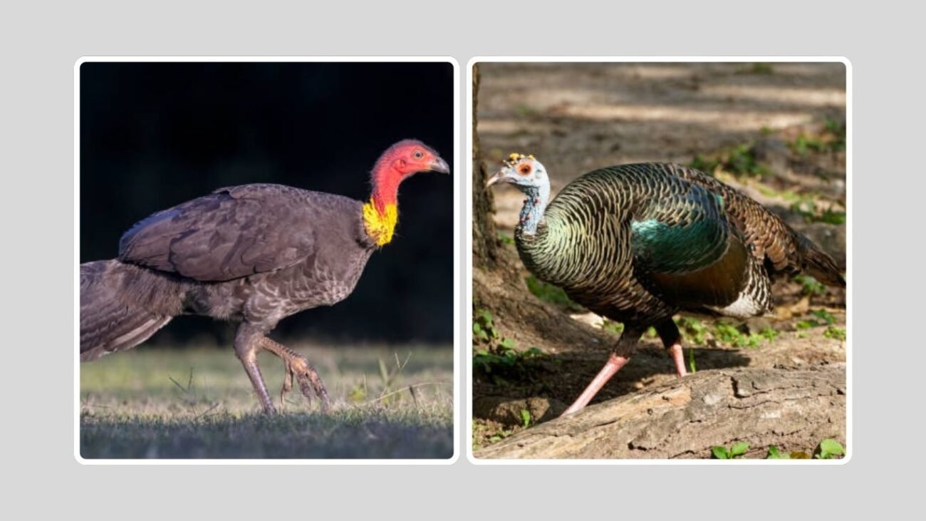 Turkey-Like Birds Around the World