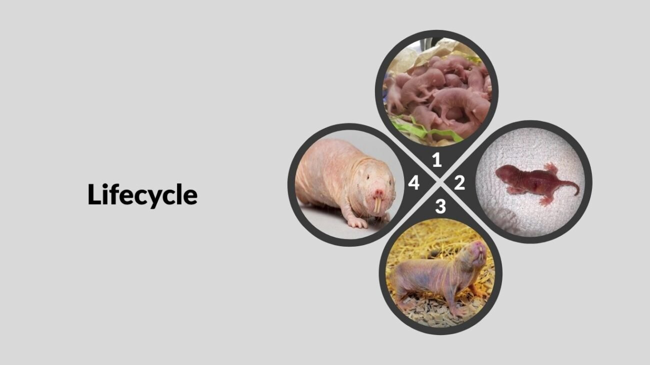 Lifecycle