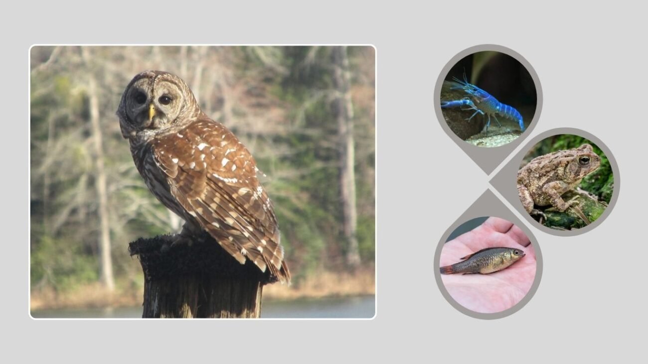 Barred Owls in the South and Midwest