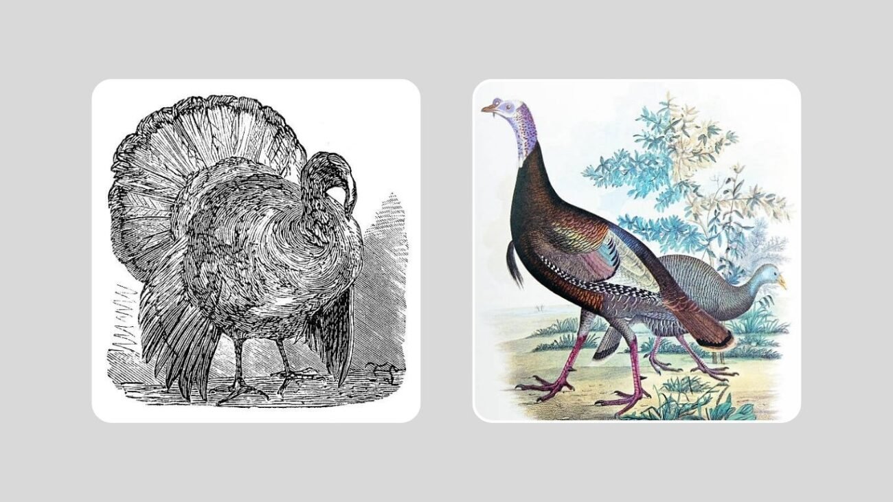 Audubon and Artistic Depictions