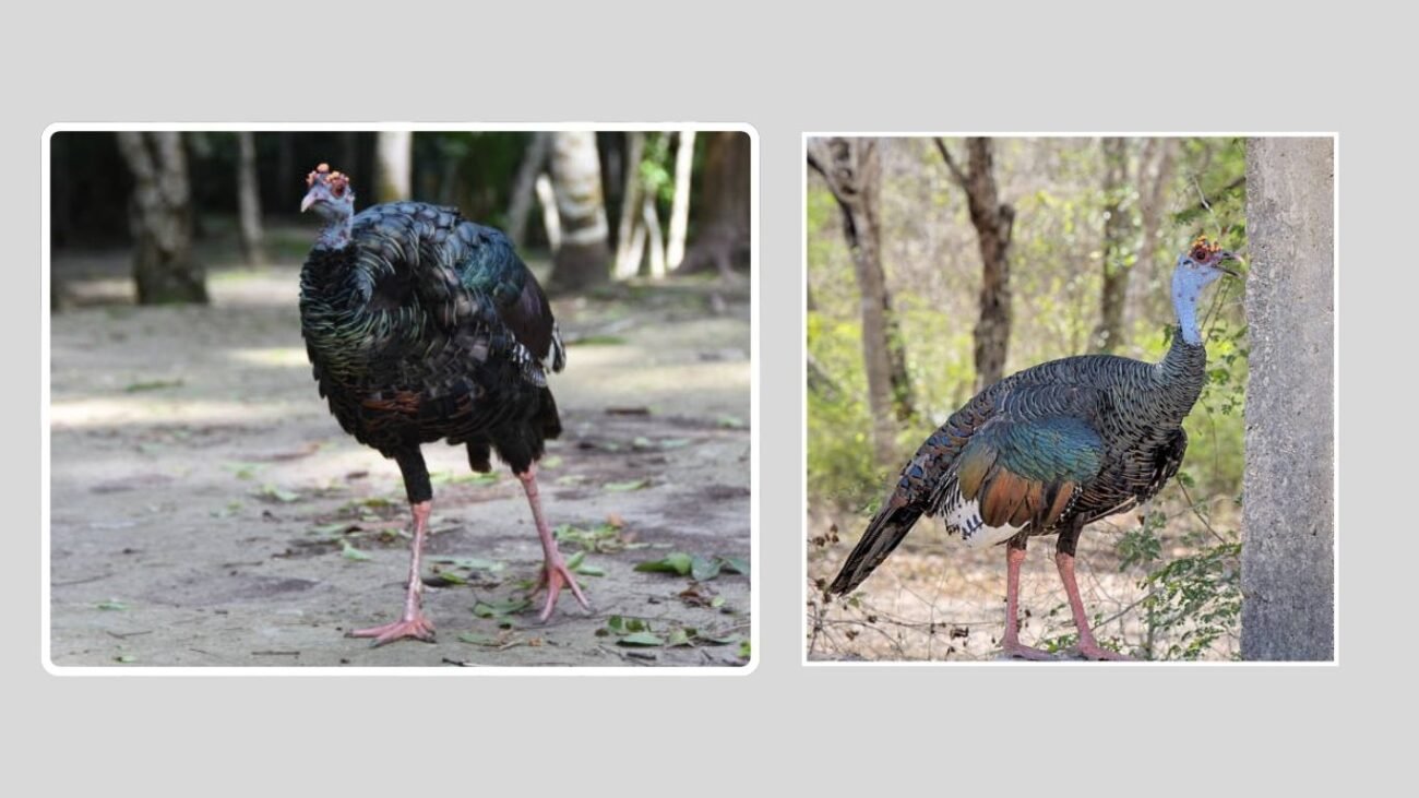 Color-Based Lookalikes
