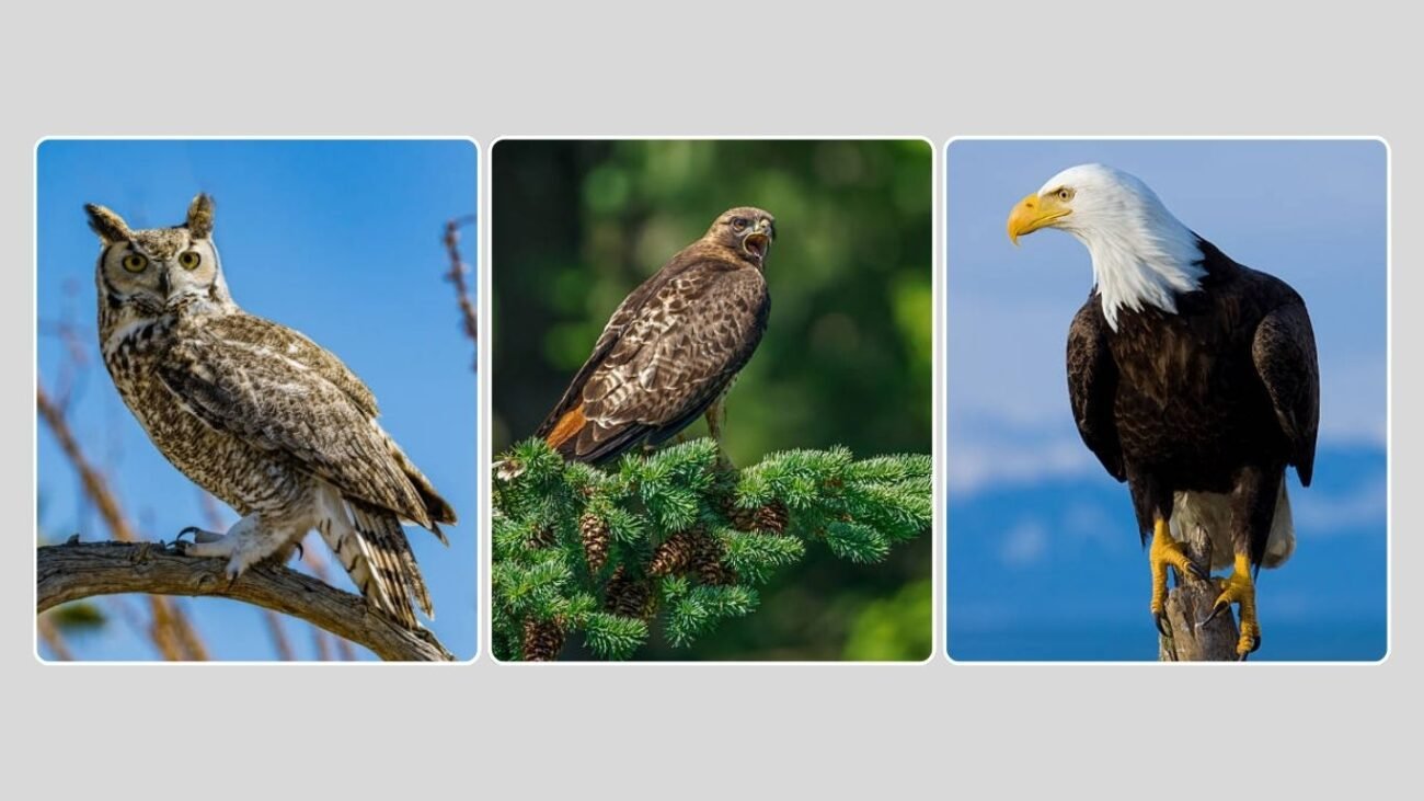 Predators: What Eats a Barred Owl