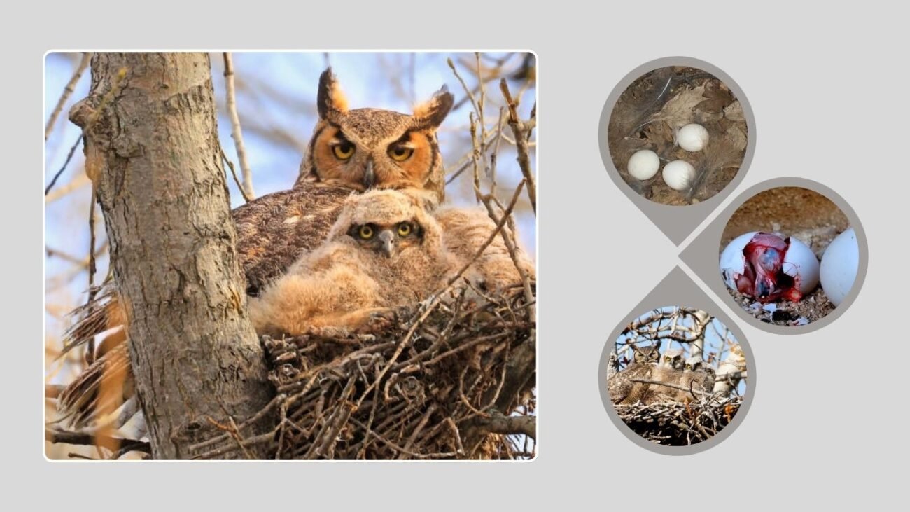 Nesting Behavior Insights
