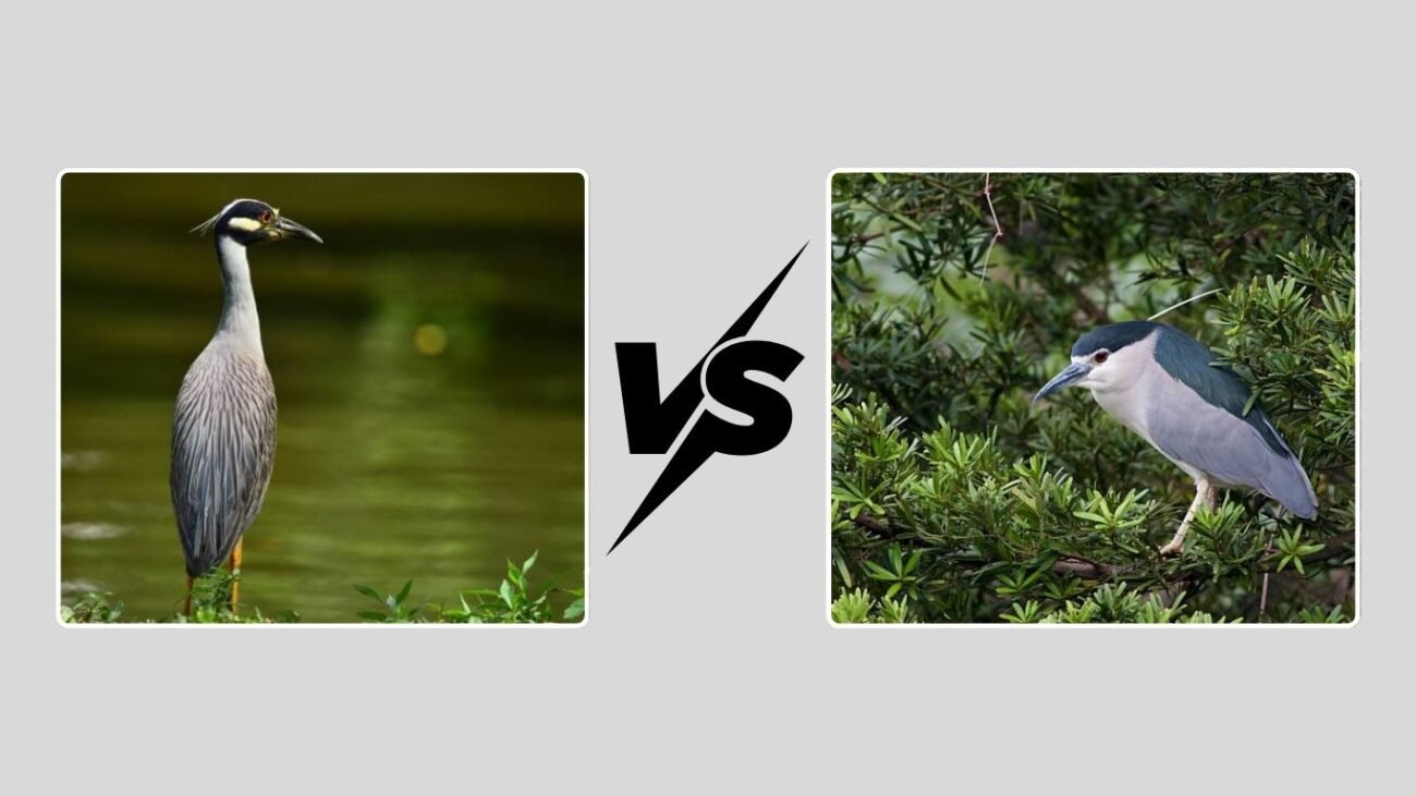 Comparison: Yellow-Crowned vs. Black-Crowned Night Heron