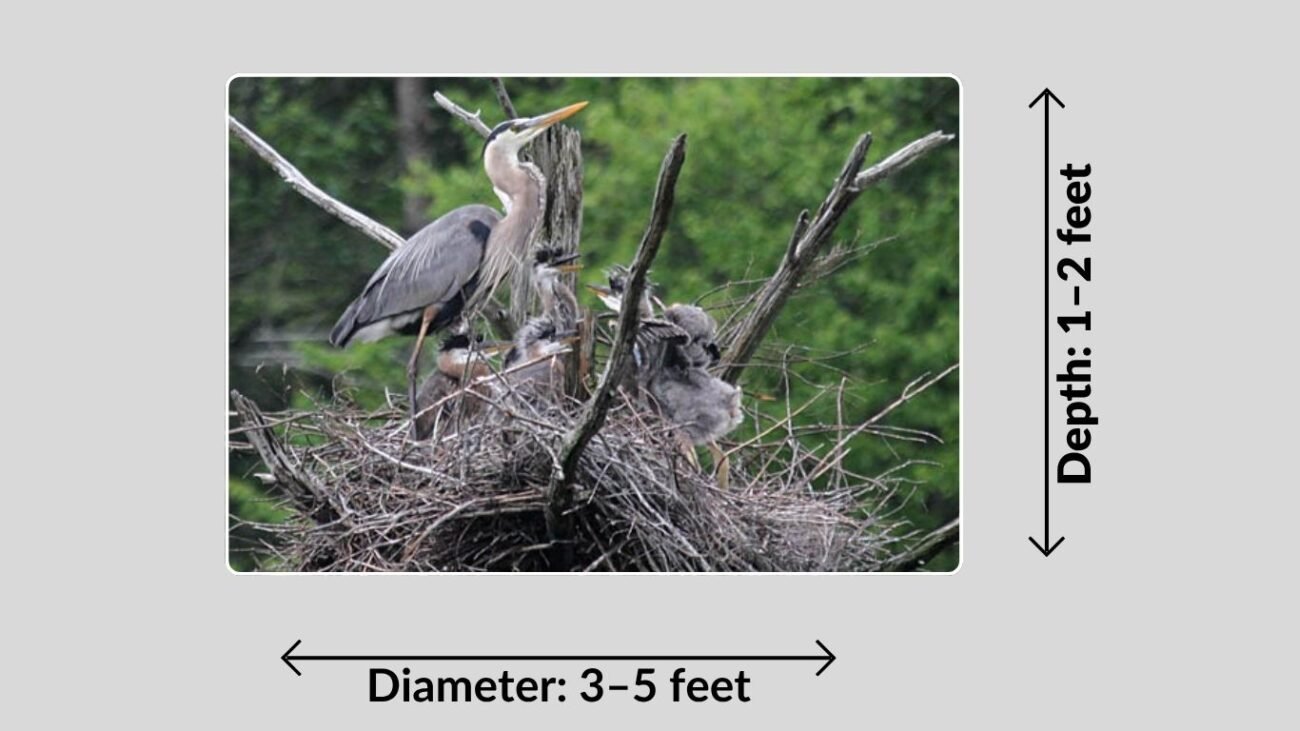 Heron Nest Appearance and Size