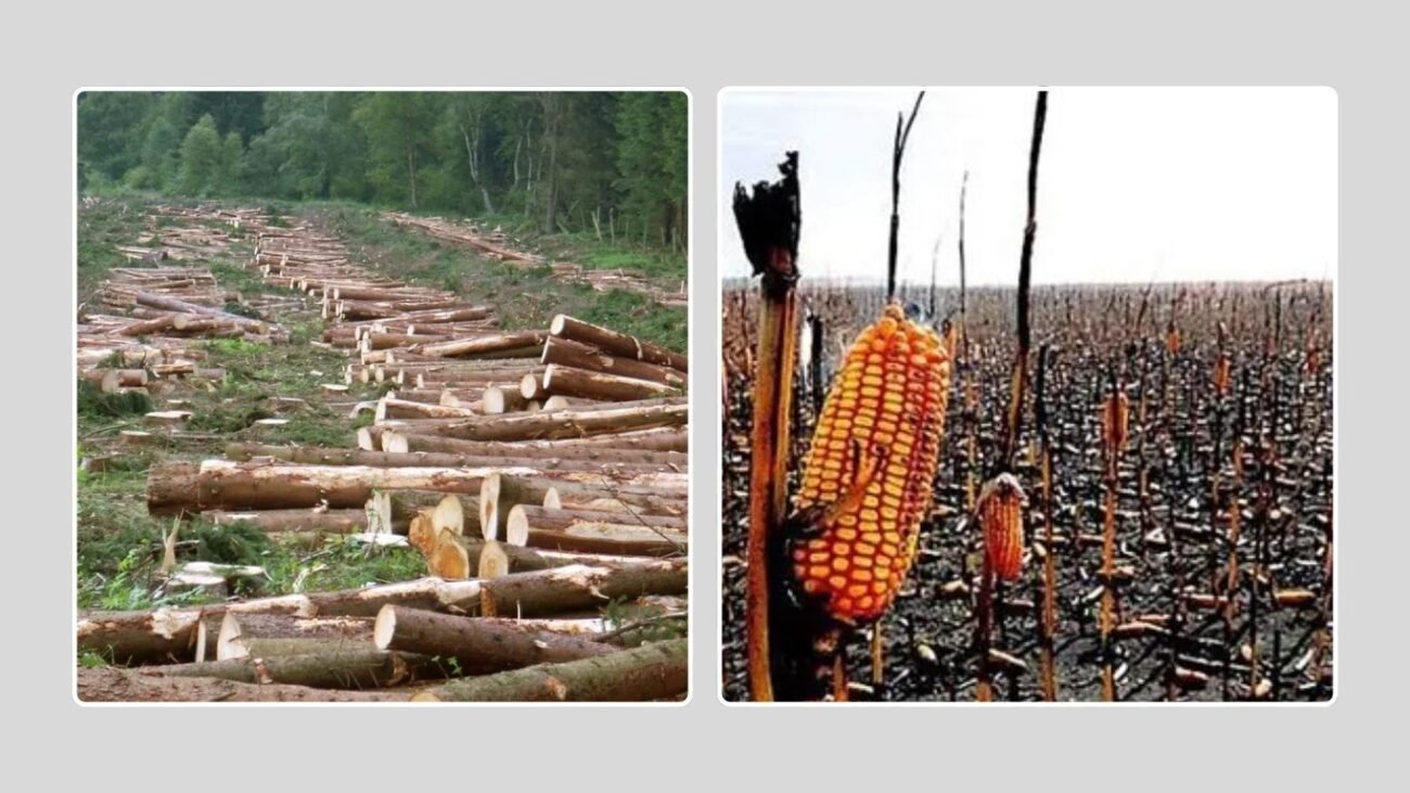 Conservation and Population Status