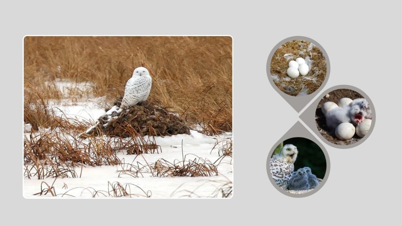 Snowy Owl Biome and Nesting Habits
